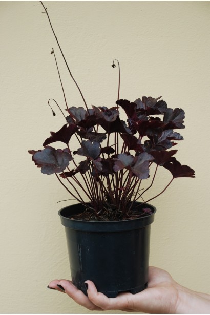 Гейхера Obsidian