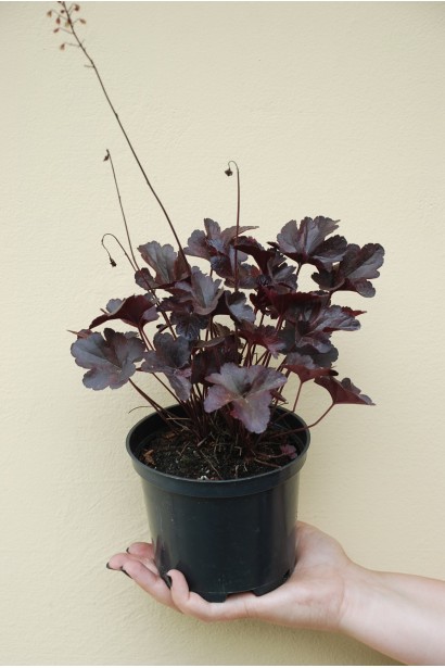 Heuchera hybrida Obsidian