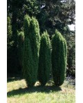 Ялівець звичайний колоновидний | Можжевельник обыкновенный колоновидный | Juniperus communis columnar