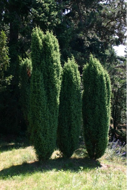 Ялівець звичайний - зелені колони