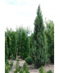Можжевельник обыкновенный колоновидный | Ялівець звичайний колоновидний | Juniperus communis columnar