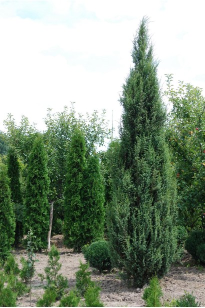 Ялівець звичайний колоновидної форми