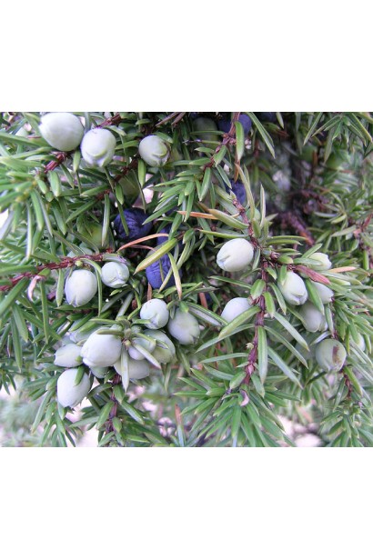 Ялівець звичайний - округлі шишки