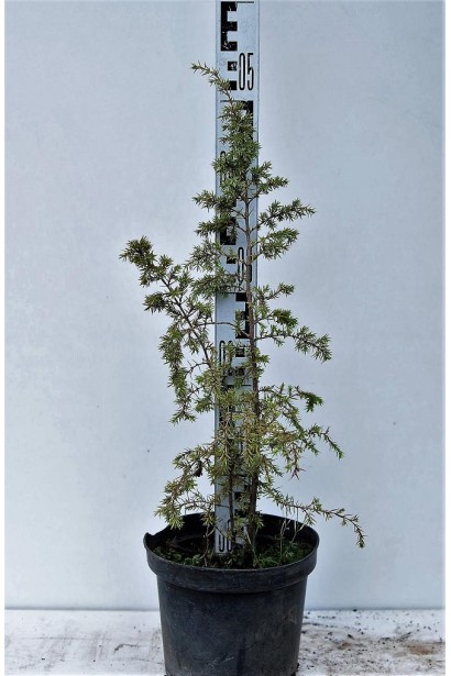 Ялівець звичайний колоновидний 40-50 см