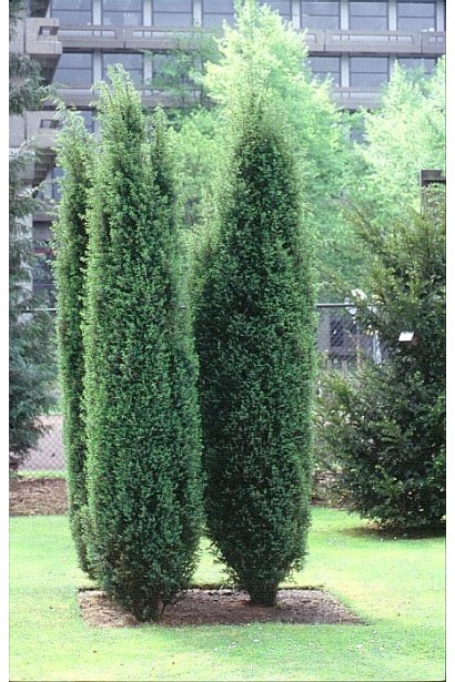 Ялівець звичайний колоновидний в ландшафті