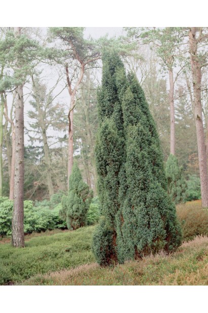 Ялівець звичайний колоновидний багатостовбурний