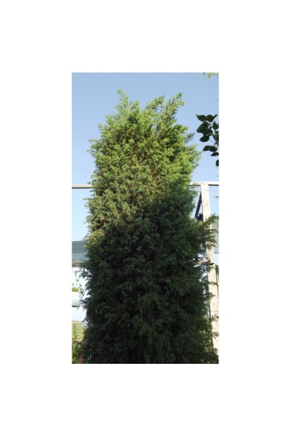 Juniperus communis колоновидне хвойне дерево