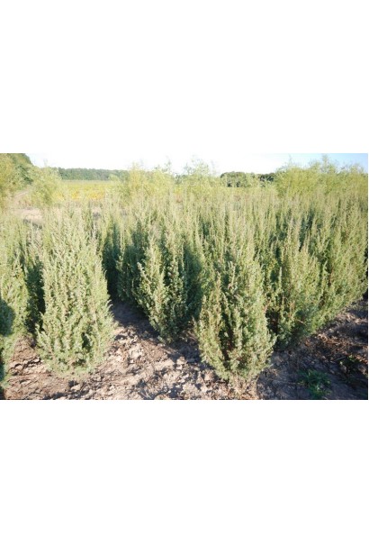 Ялівець звичайний колоновидний в розсаднику на полі