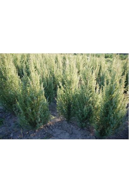 Juniperus communis columnar