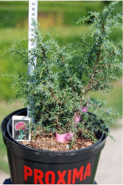 Ялівець звичайний колоновидний - саджанець 25-30 см