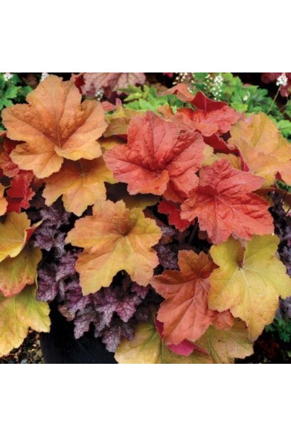 Гейхера гибридная Саузен Комфорт 