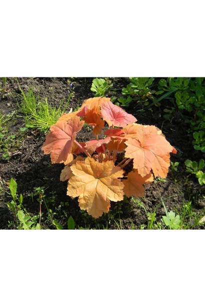 Heuchera hybrida Southern Comfort