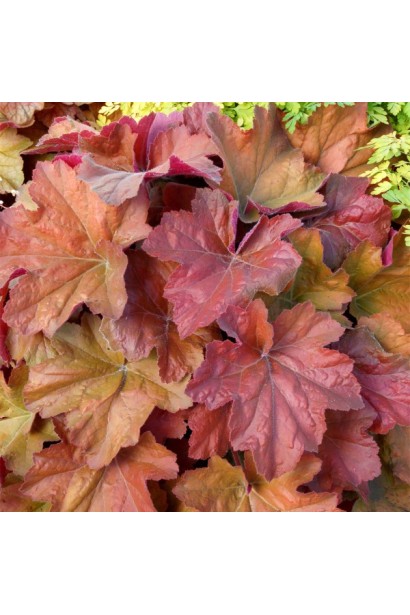 Гейхера гибридная Саузен Комфорт осенью