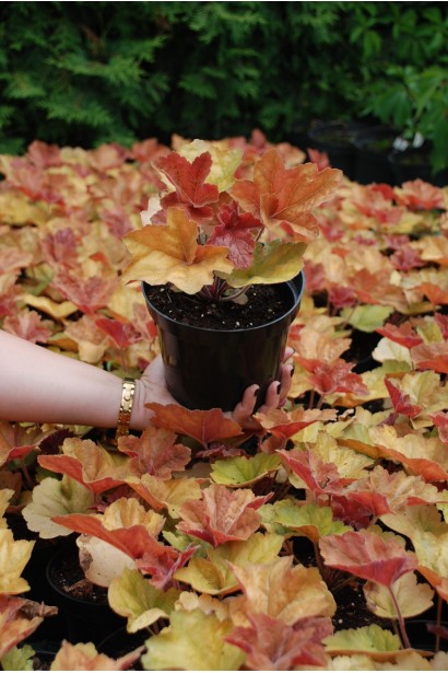 Гейхера Саузен Комфорт контейнер 3л