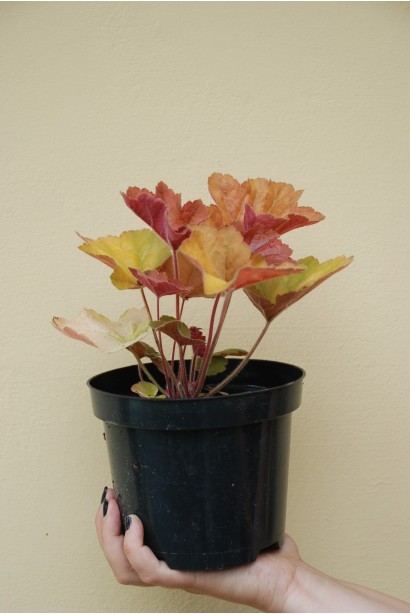 Гэйхера Саузен Комфорт в горшочке 3 л