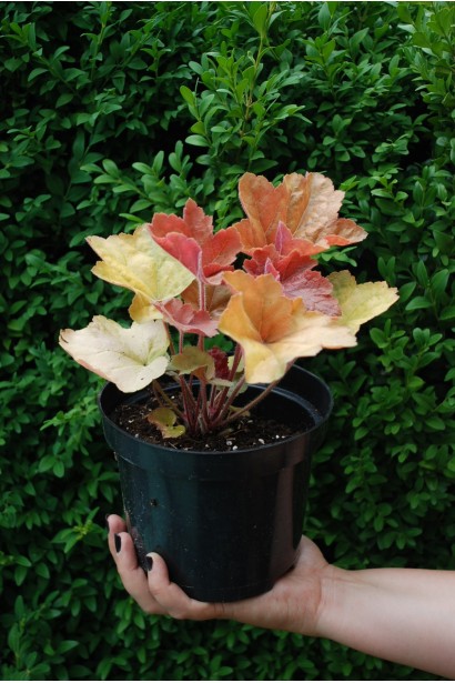 Гейхера Южный Комфорт