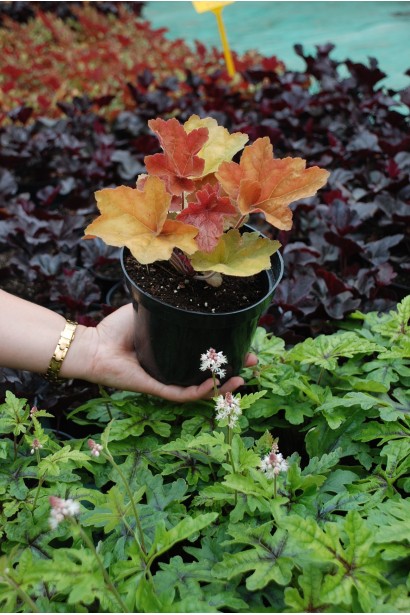 Гейхера Саузен Комфорт саженец С3