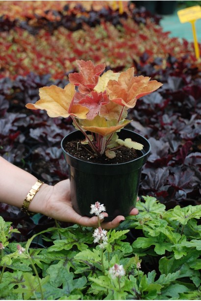 Heuchera Southern Comfort
