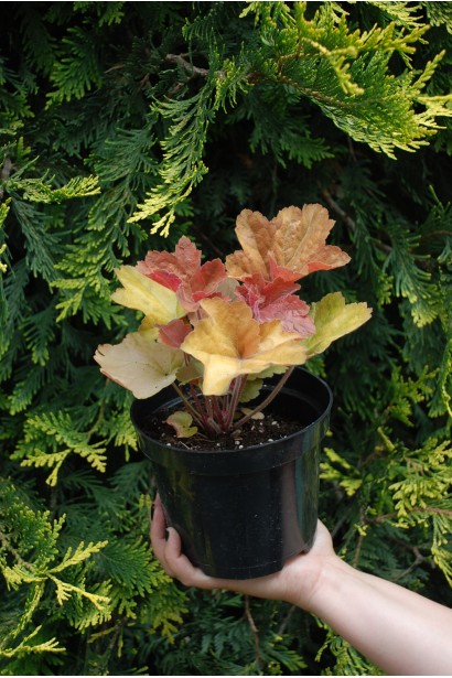 Гейхера гибридная Southern Comfort