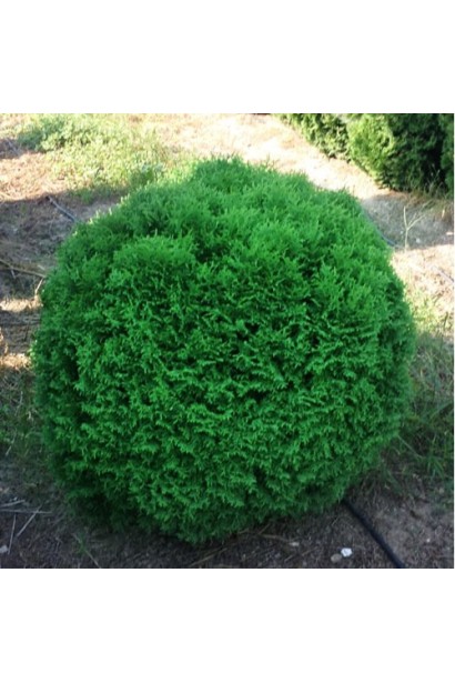 Туя западная Кобольда в виде шара