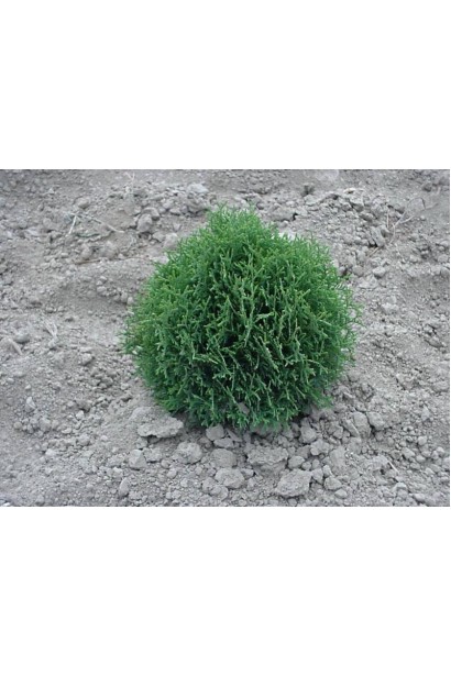 Туя западная Кобольд 