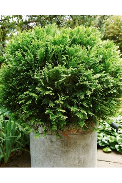 Западная Западная Кобольд в контейнере