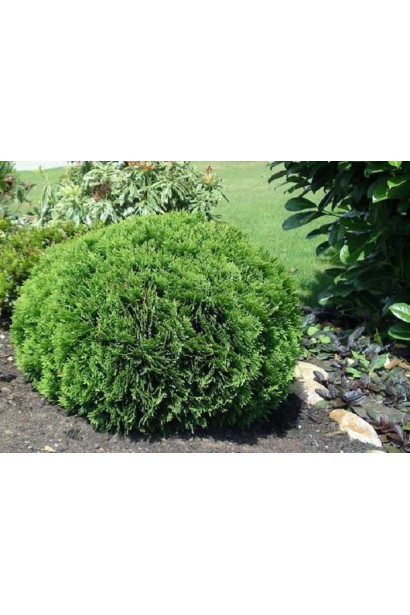 Вечнозеленая Туя западная Кобольд