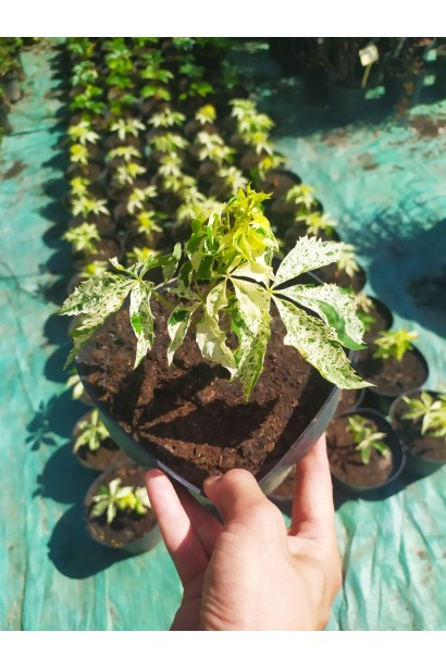 Саджанці винограду Star Showers контейнер 3 л