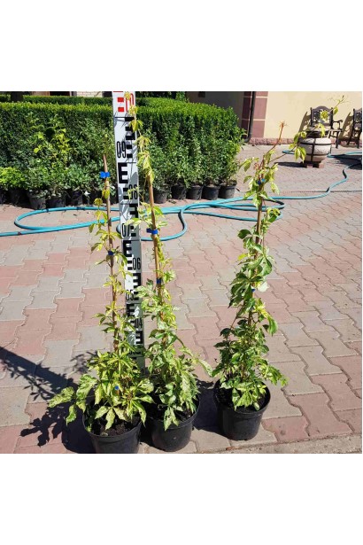 Виноград декоративний Стар Шоуер в горщику 5 л 80-100 см