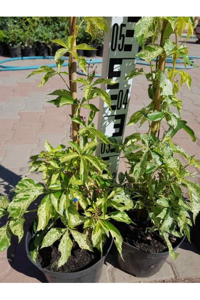 Виноград в’юнкий Стар Шоуерс контейнер 3 л, висота 30-50 см