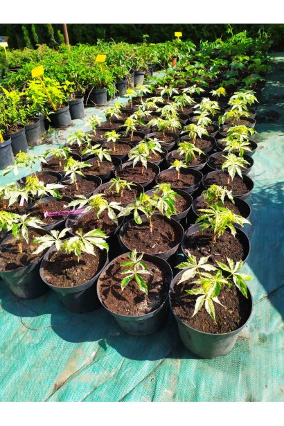 Виноград п`ятилистковий Стар Шоуерс саджанці в садовому центрі