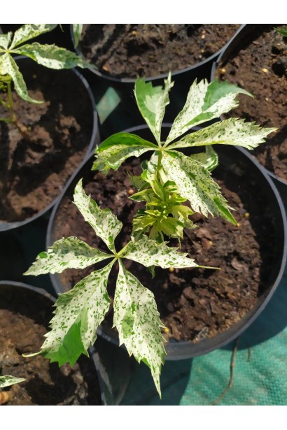 Виноград Стар Шоуерс саджанець С3