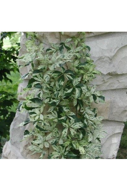 Декоративна ліана