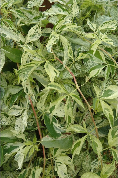 Parthenocissus quinquefolia Star Showers