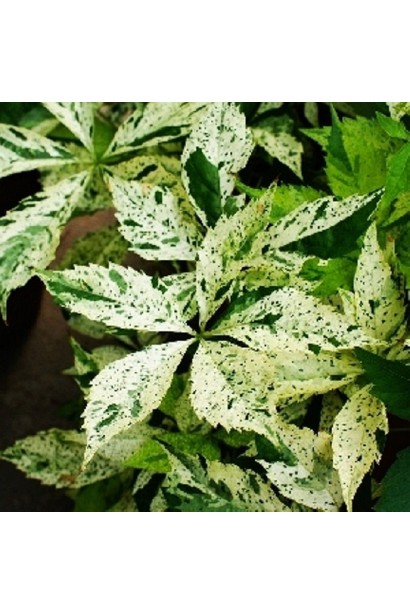 Виноград дівочий п`ятилисточковий Стар Шоуерс