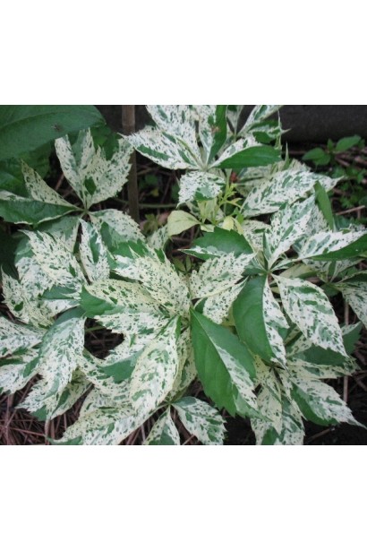 Виноград дівочий Стар Шоуерс срокате біло-зелене листя