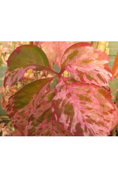 Виноград дівочий Стар Шоуерс осіннє забарвлення 