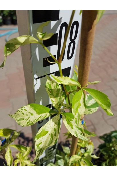 Виноград Шовер Стар 