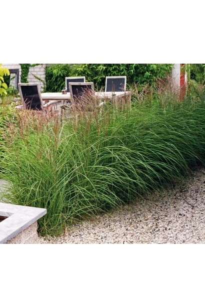 Miscanthus sinensis Yakushima Dwarf