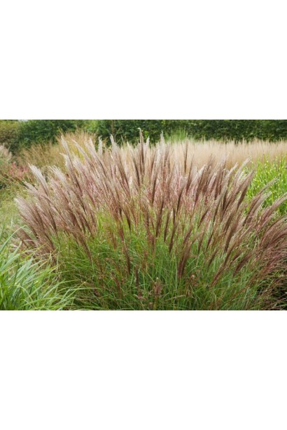 Китайский тростник Якушима Дварф