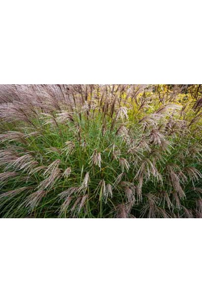Мискантус Якушима Дварф рыхлые розово-коричневые метелки