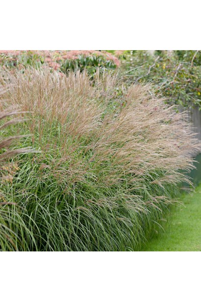 Мискантус китайский Якушима Дварф