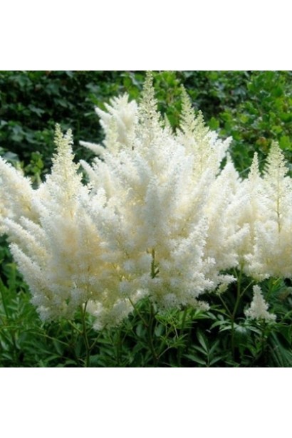 Astilbe Arendsii Diamant пухнасті білі суцвіття