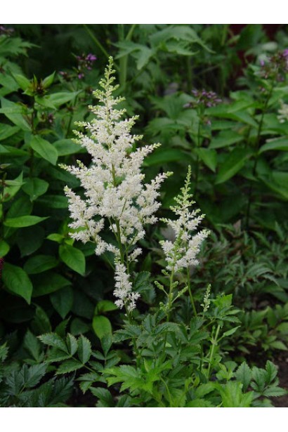 Astilbe Arendsii Diamant