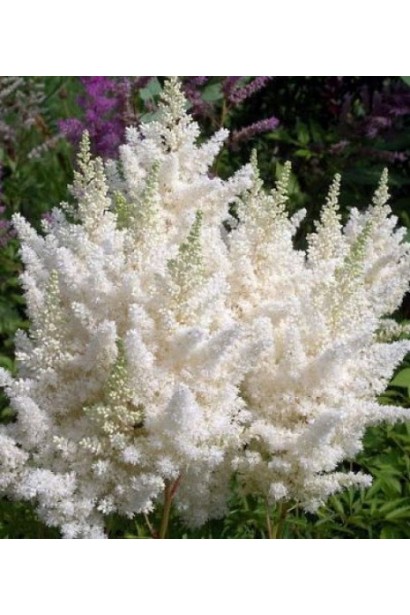 Астильба білі квіти