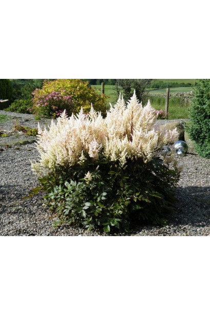 Астильба Арендса Діамант кущ