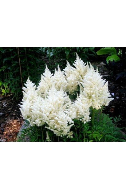 Астильба Арендса Діамант