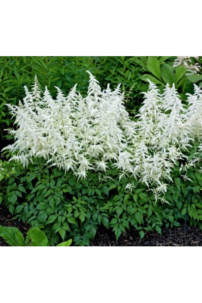 Астильба Арендса Діамант цвітіння білих квітів