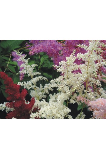 Астильба Діамант поєднання з іншими астильбами