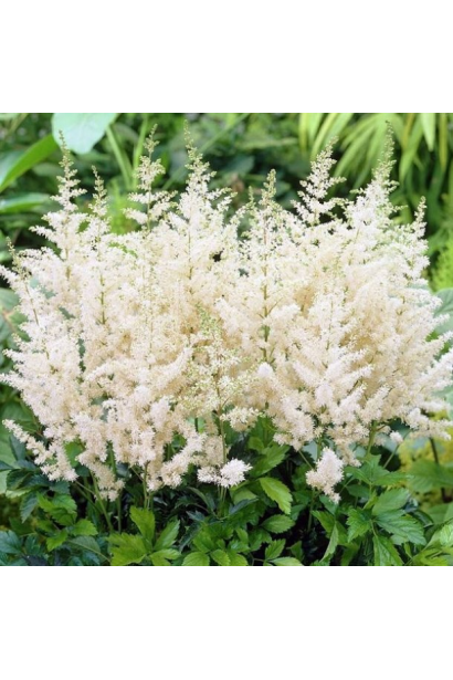 Астильба Арендса Діамант білі волоті